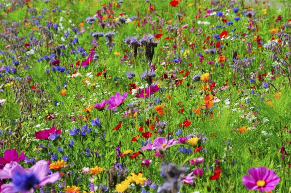 Colourful flower meadow in summer with different flower colours and green grasses, Bunte