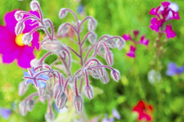 Fluffy borage buds in a lively flowering meadow, Bunte Blumenwiese, Schwäbisch Gmünd,
