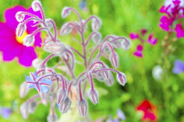 Borage flowers with fluffy stems, lively in a green meadow, Colourful flower meadow, Schwäbisch
