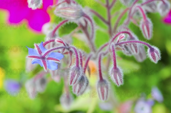 Blue-pink borage flowers with fluffy stems, summery atmosphere, colourful flower meadow, Schwäbisch
