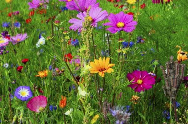 Ornamental basket, cosmea (Cosmea bipinnata), Colourful wildflowers surrounded by lush greenery in