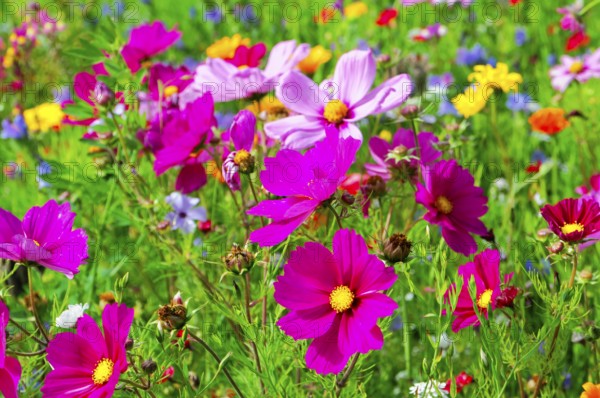 Ornamental basket, cosmea (Cosmea bipinnata), vibrant flowers in pink and purple with yellow