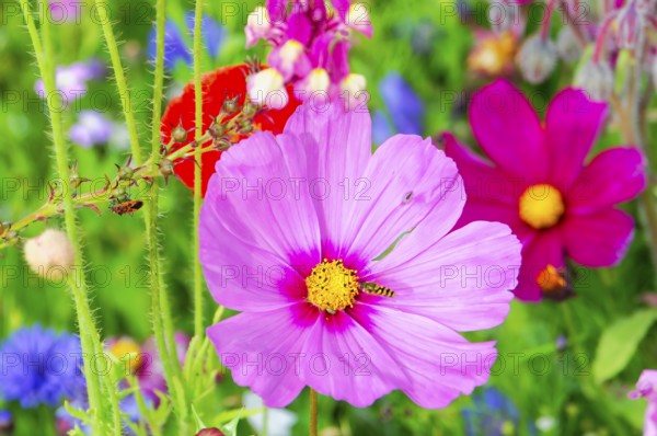 Cosmea bipinnata, pink flower with insects, bright summer colours in a garden, colourful flower