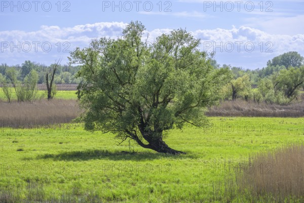 Oxbow lake and marshland with trees in Kopacki Rit nature park Park, Kopacevo, Osijek-Baranja