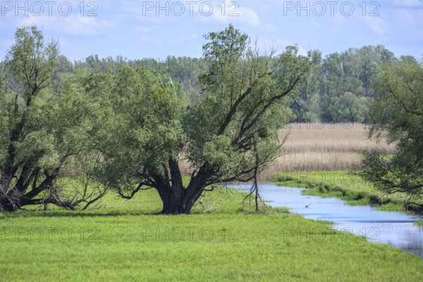 Oxbow lake and marshland with trees in Kopacki Rit nature park Park, Kopacevo, Osijek-Baranja