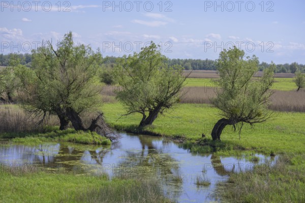 Oxbow lake and marshland with trees in Kopacki Rit nature park Park, Kopacevo, Osijek-Baranja