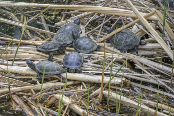 European pond turtle (Emys orbicularis) in Kopacki Rit nature park Park, Kopacevo, Osijek-Baranja