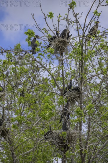 Colony of cormorants (Phalacrocorax carbo) on trees in Kopacki Rit nature park Park, Kopacevo,