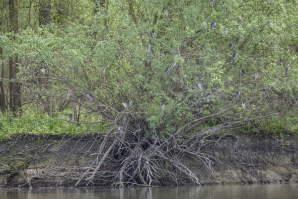 Colony of night herons (Nycticorax nycticorax) in Kopacki Rit nature park Park, Kopacevo,