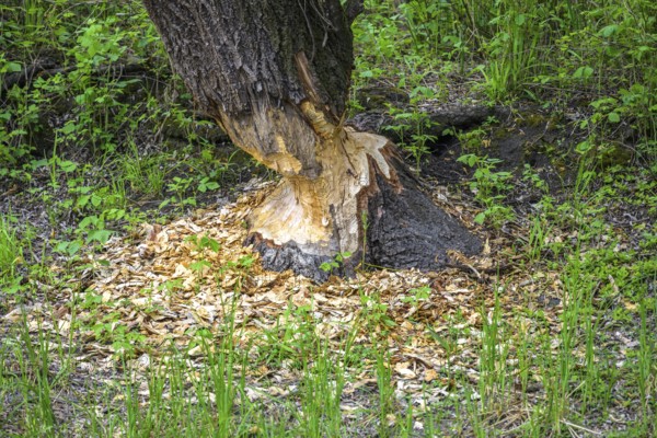 Tree gnawed by beaver in Kopacki Rit nature park Park, Kopacevo, Osijek-Baranja County, Croatia