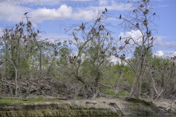 Colony of cormorants (Phalacrocorax carbo) on trees in Kopacki Rit nature park Park, Kopacevo,
