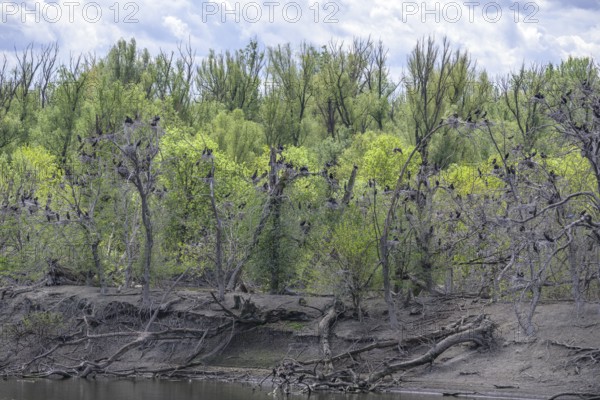 Colony of cormorants (Phalacrocorax carbo) on trees in Kopacki Rit nature park Park, Kopacevo,