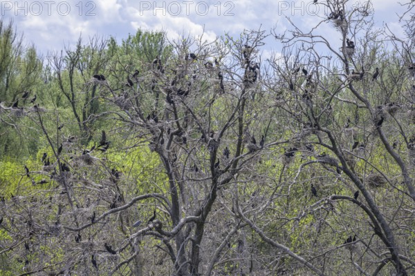Colony of cormorants (Phalacrocorax carbo) on trees in Kopacki Rit nature park Park, Kopacevo,