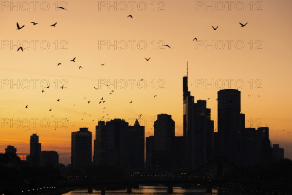 A flock of birds flies over the Frankfurt banking skyline in the evening shortly after sunset,