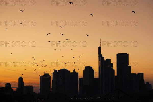 A flock of birds flies over the Frankfurt banking skyline in the evening shortly after sunset,