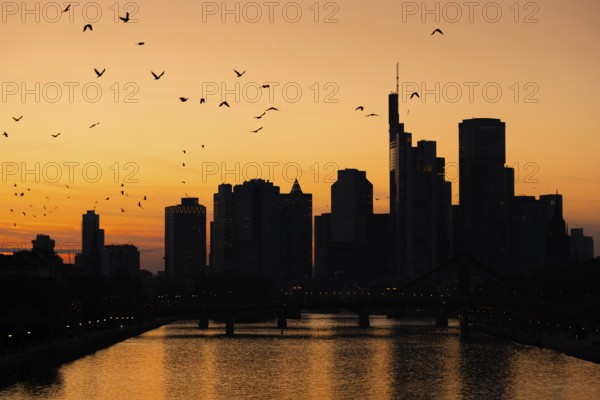 A flock of birds flies over the Frankfurt banking skyline in the evening shortly after sunset,