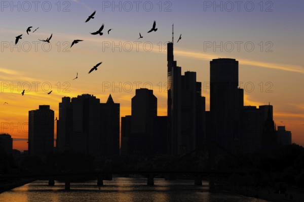 A flock of birds flies over the Frankfurt banking skyline in the evening shortly after sunset,