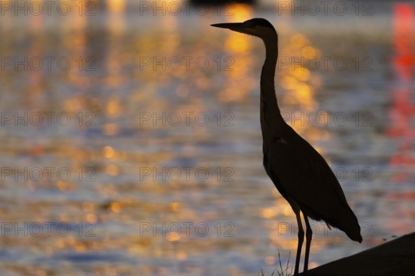 The silhouette of a heron is silhouetted against the water of the Main, reflecting the lights of