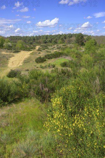 Flowering gorse in the Ðurdevacki pjesci nature reserve, Ðurdevac, Koprivnica-Križevc County,
