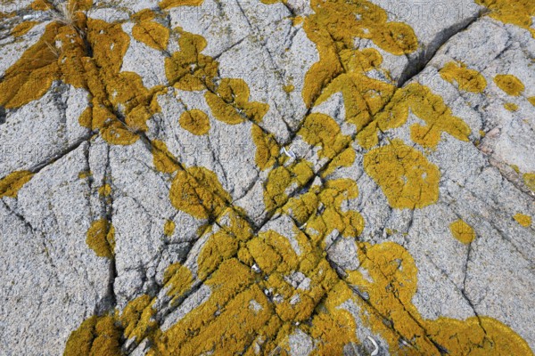 Yellowish lichen on a furrowed granite rock, Resö Island, Bohuslän, Skagerrak, Sotenäs, Västra