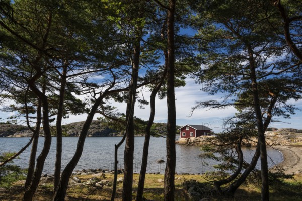 Pine forest and falun red house, Resö island, Bohuslän, Skagerrak, Sotenäs, Västra Götalands län,