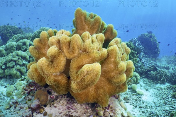 Yellow soft curved coral, mushroom leather coral (Sarcophyton glaucum) under deep blue water. Dive