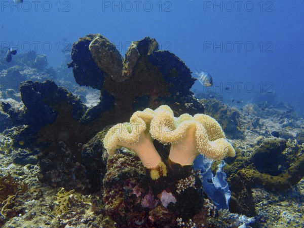 Two large curved soft corals, mushroom leather coral (Sarcophyton glaucum), on the seabed. Dive