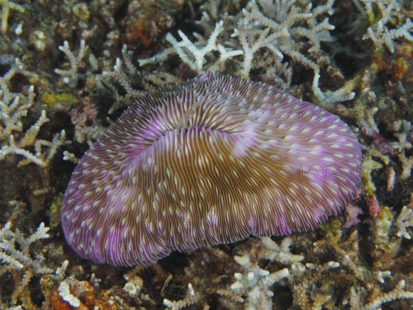 Purple mushroom coral (Fungia fungites) on a sea bed. Dive site Gondol Reef, Gondol, Bali,