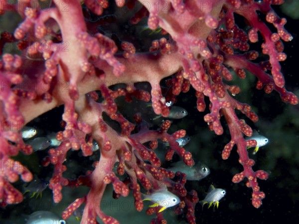 Close-up of Godeffroy's soft coral (Siphonogorgia godeffroyi) and fish, revealing a rich marine