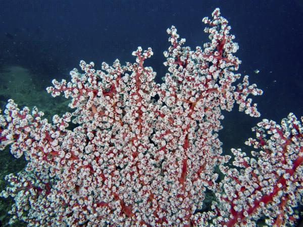 Dense white coral polyps of Godeffroy's soft coral (Siphonogorgia godeffroyi) form an impressive