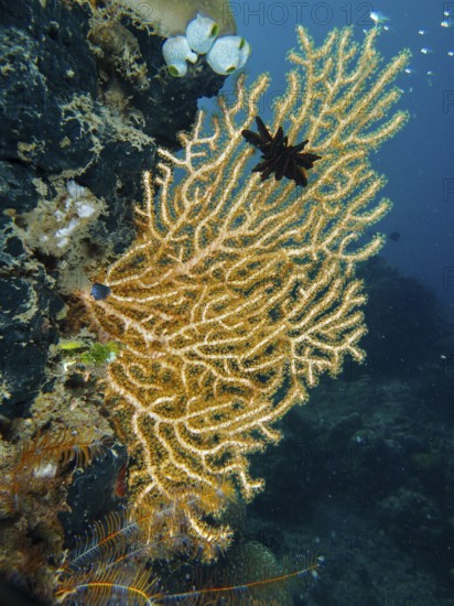 Filigree structure of a branch of Yellow gorgonian (Echinogorgia) in deep blue water. Dive site