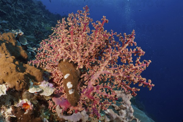 Eye-catching pink coral, Godeffroy's soft coral (Siphonogorgia godeffroyi), attracts in contrast to
