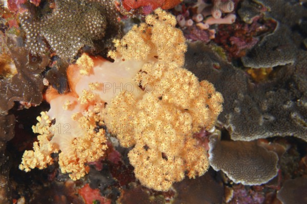 Detailed view of a yellow tree coral (Dendronephthya) in a richly textured marine environment. Dive