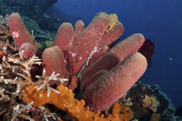 Brown tube sponge (Porifera) protrudes from the seabed in a blue underwater scene. Dive site SD,