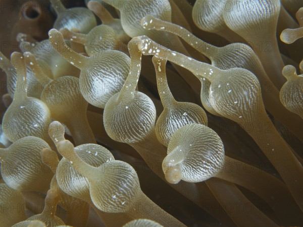 Detailed close-up of the tentacles of a bubble anemone (Entacmaea quadricolor) under water. Dive
