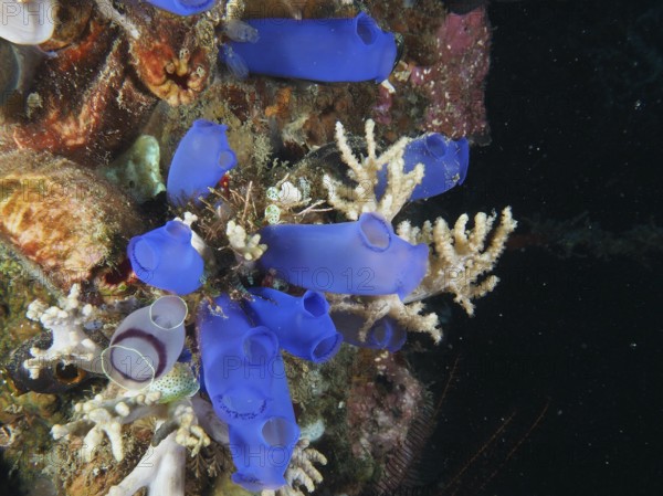 Blue Sea Squirt (Clavelina coerulea) in the ocean on a coral reef. Dive site Prapat, Penyapangan,