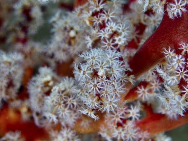 Detailed close-up of white polyps with fine structure of tree coral (Dendronephthya) . Dive site