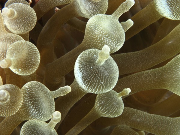 Close-up of a bubble anemone (Entacmaea quadricolor) with detailed tentacles. Dive site Toyapakeh,