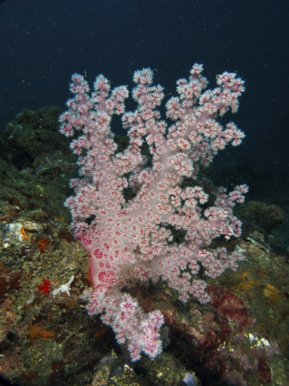 Light pink tree coral (Dendronephthya) under water on the seabed. Dive site Spice Reef,