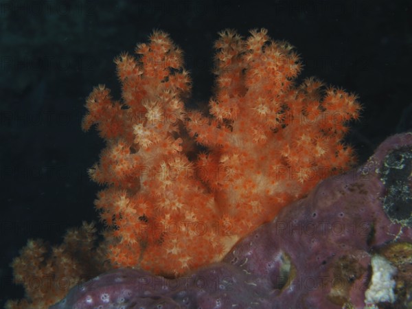 Bright orange tree coral (Dendronephthya) against a dark background in the sea. Dive site SD, Nusa