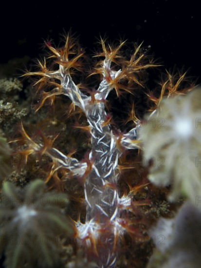 Soft coral with orange and white tentacles, orange tree coral (Dendronephthya), against a dark