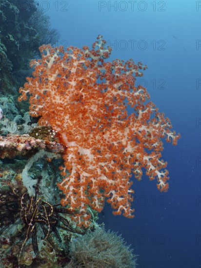 A magnificent orange-coloured soft coral, Klunzinger's Soft Coral (Dendronephthya klunzingeri), in