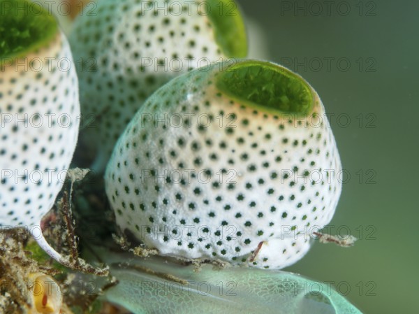 Close-up of Green Urn Sea Squirt (Didemnum molle) with distinctive dot pattern. Dive site Spice
