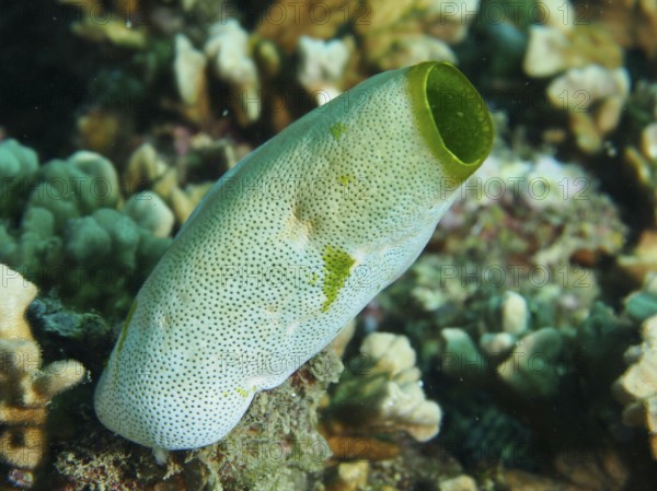 Green Urn Sea Squirt (Didemnum molle) with dotted pattern in a coral reef. Dive site Prapat,