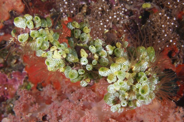 Green Urn Sea Squirt (Didemnum molle) in a lively coral landscape. Dive site Toyapakeh, Nusa