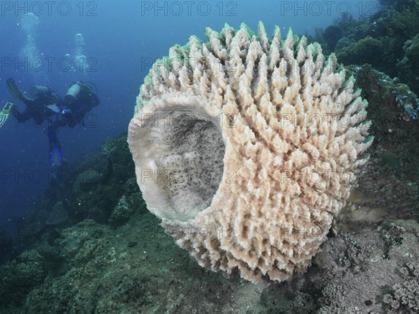 Barrel sponge, barrel sponge (Xestospongia testudinaria) in a diverse underwater ecosystem with