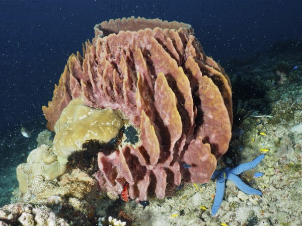 Massive structured Barrel sponge, barrel sponge (Xestospongia testudinaria) with blue starfish and