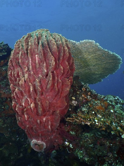 Barrel sponge, barrel sponge (Xestospongia testudinaria) on the ocean floor. Dive site wreck of the