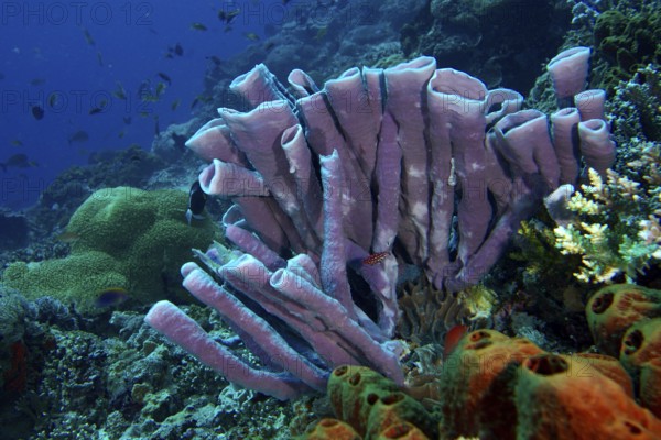 Vibrant marine ecosystem with purple big tube sponge (Haliclona (Reniera) fascigera) surrounded by