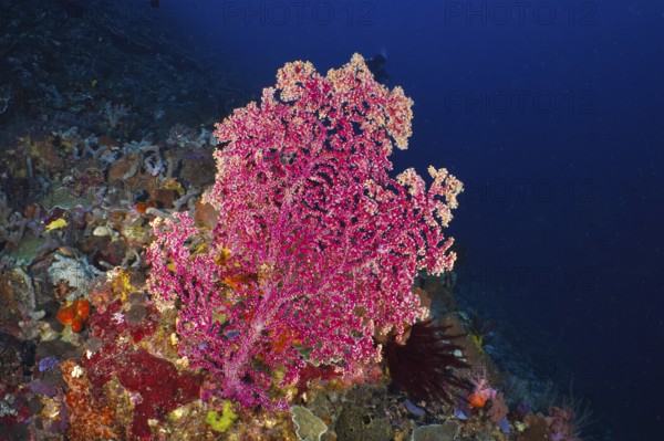 Large pink Godeffroy's soft coral (Siphonogorgia godeffroyi) in the deep blue sea, surrounded by